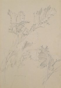 Hojas de amapola de Albert Williams